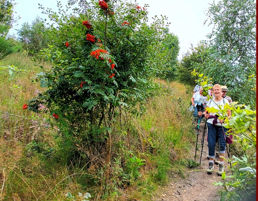 mechelseheide17.jpg