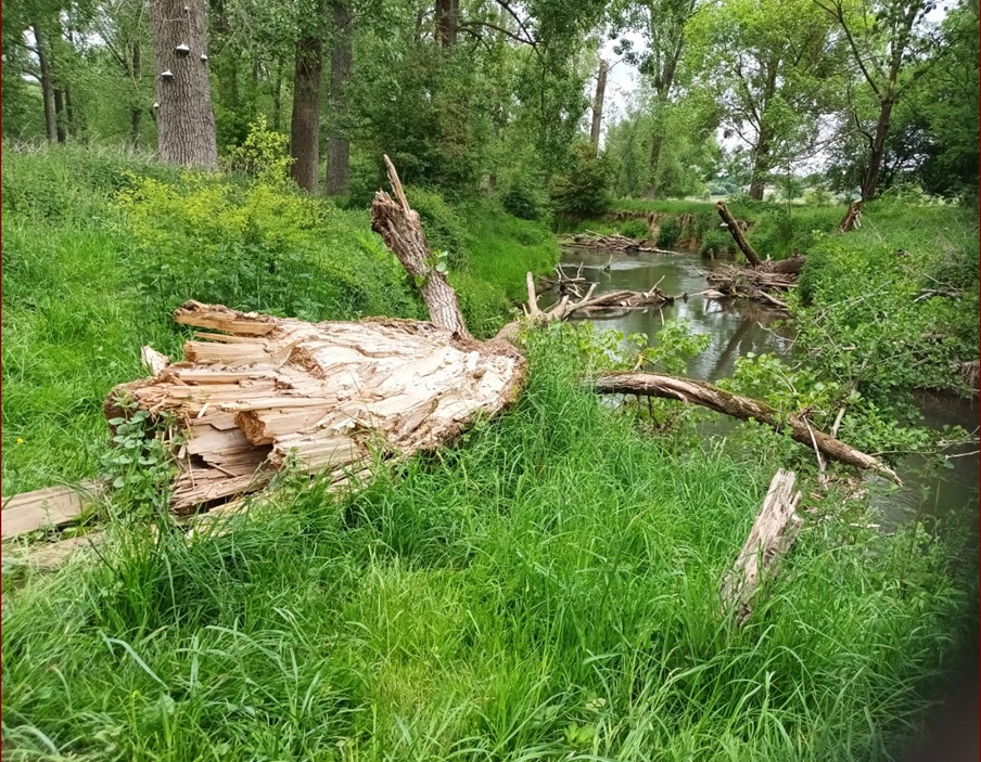 wijlre17.jpg